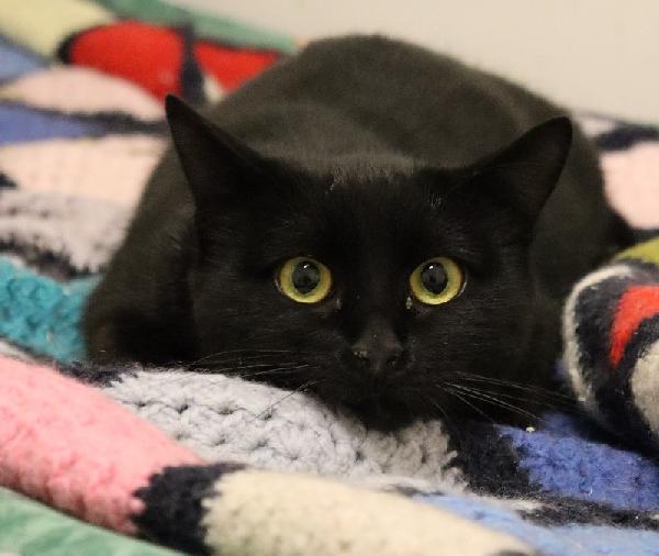 LIQUIRIZIA, adozione del cuore, bellissima ma paurosa Foto 2